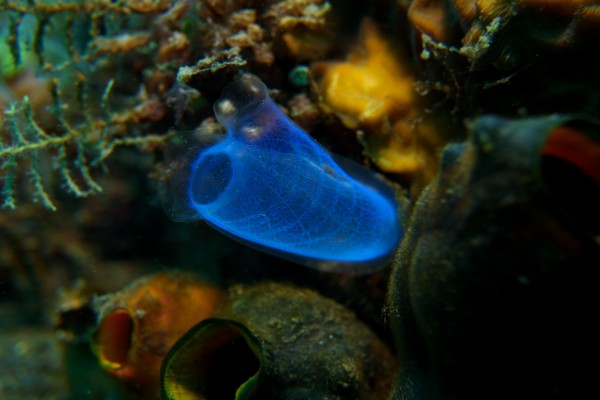 Sponge by Michael Brown